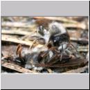 Andrena vaga - Weiden-Sandbiene -07- 14b Paarungsversuch am toten Weibchen.jpg